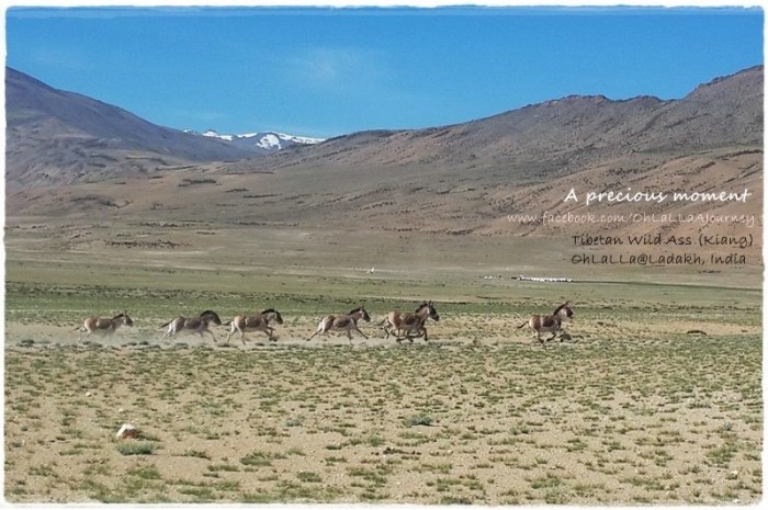 A precious moment แค่เสี้ยวเวลาดีๆ แต่บางทีก็มีค่าให้จดจำมากมาย [ "Himalayan/Tibetan Wild Ass" or "Kiang", the largest of the wild asses inhabits in Jammu and Kashmir, and, northern Nepal along the Tibetan border. ]