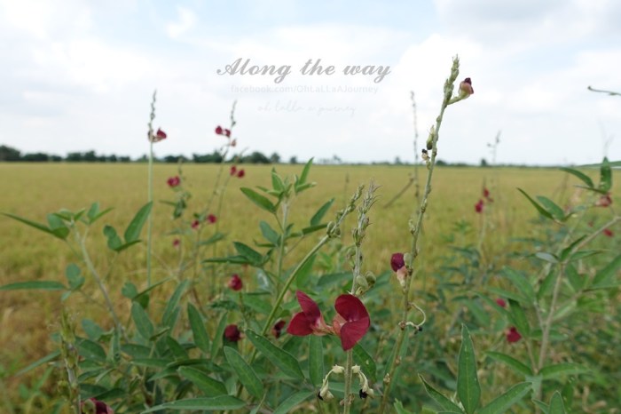 ohlallaajourney-arthittara-007