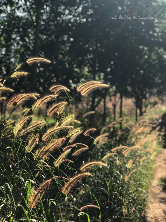 Pha Pok Lon_23_IMG_E0846_ผาโปกโล้น