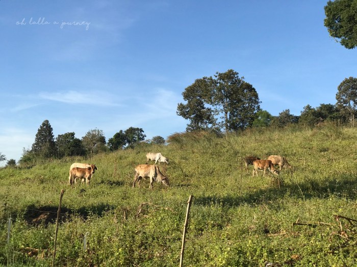 Ohjourney นครชุม 013