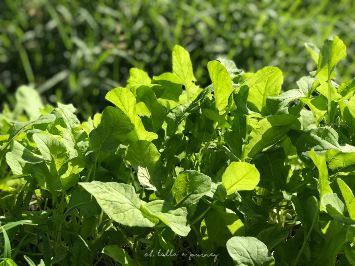 Ohjourney นครชุม 032