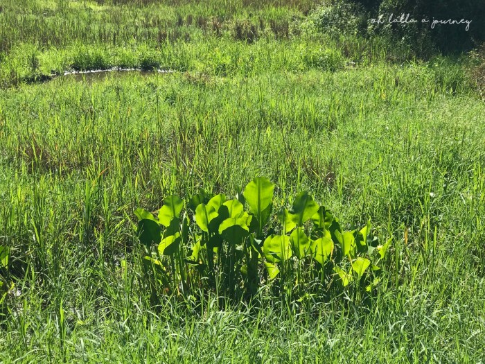 Ohjourney นครชุม 034