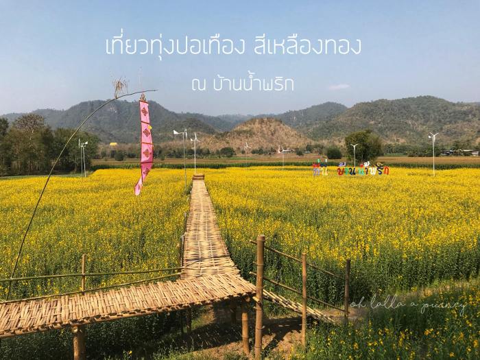 ทุ่งดอกปอเทือง นครไทย Ohlalla_001