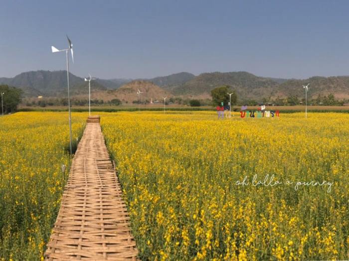 ทุ่งดอกปอเทือง นครไทย Ohlalla_002