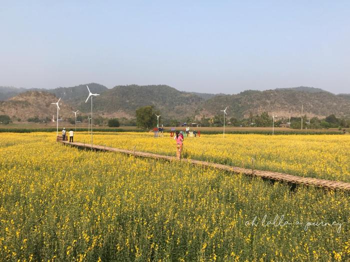 ทุ่งดอกปอเทือง นครไทย Ohlalla_003