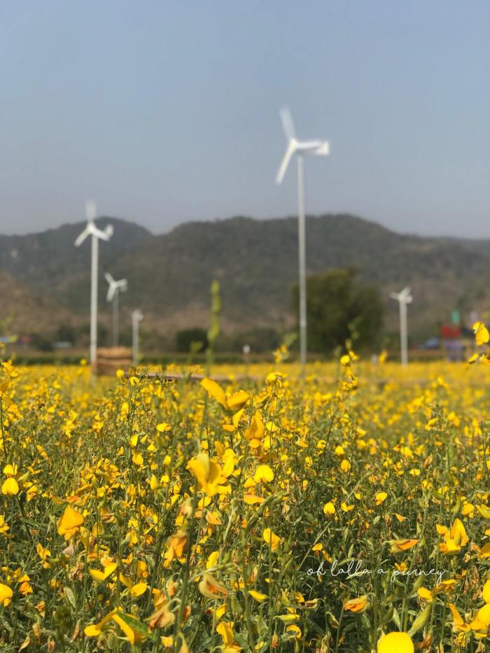 ทุ่งดอกปอเทือง นครไทย Ohlalla_005