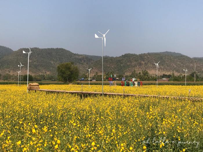 ทุ่งดอกปอเทือง นครไทย Ohlalla_006