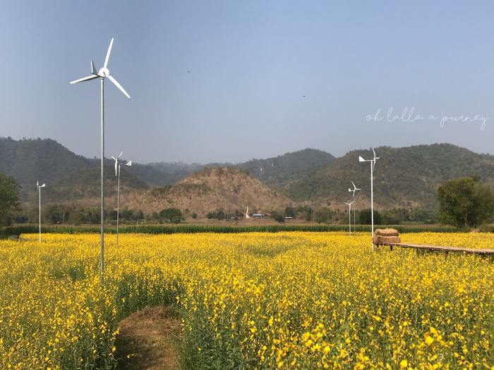 ทุ่งดอกปอเทือง นครไทย Ohlalla_007