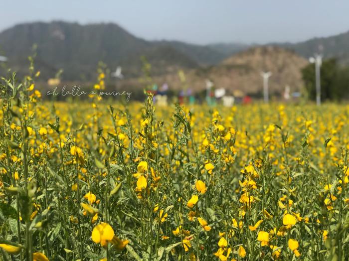 ทุ่งดอกปอเทือง นครไทย Ohlalla_008
