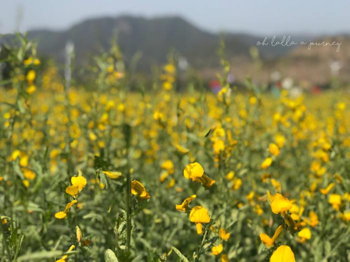 ทุ่งดอกปอเทือง นครไทย Ohlalla_009