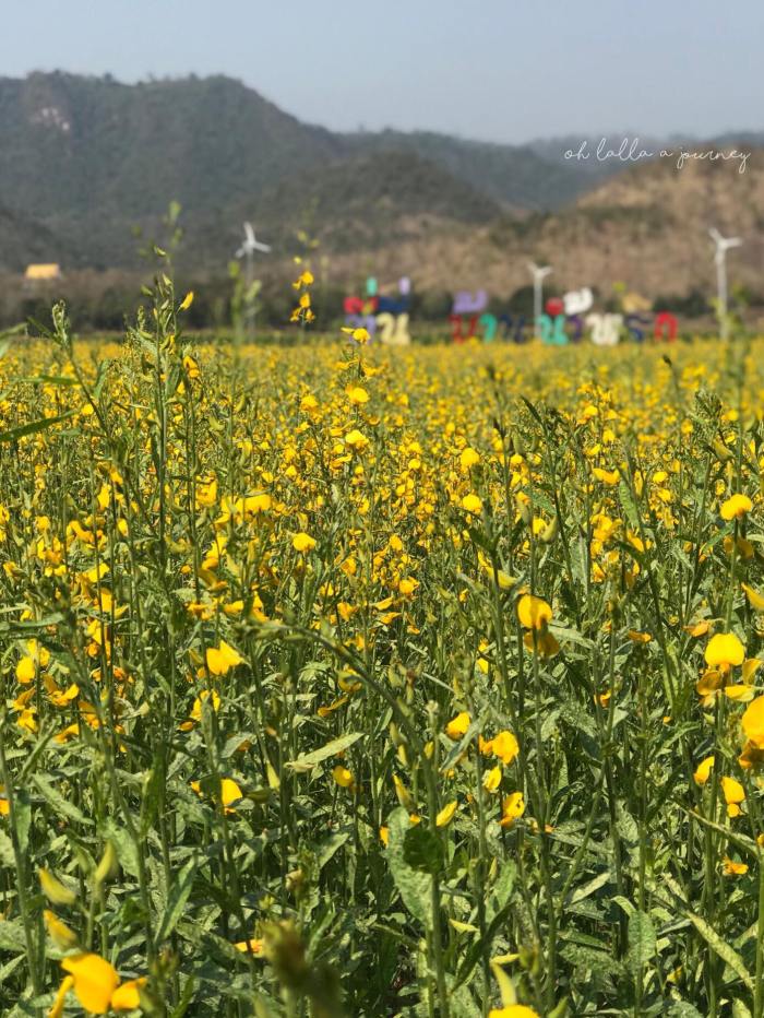 ทุ่งดอกปอเทือง นครไทย Ohlalla_010