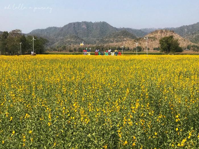 ทุ่งดอกปอเทือง นครไทย Ohlalla_011