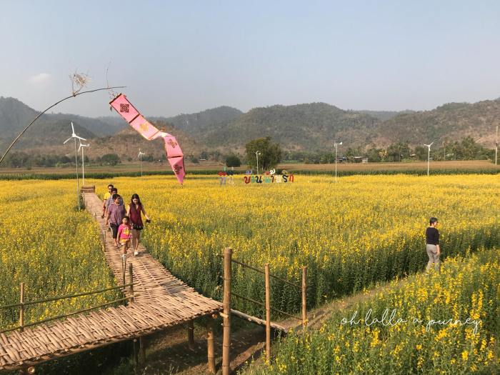 ทุ่งดอกปอเทือง นครไทย Ohlalla_012