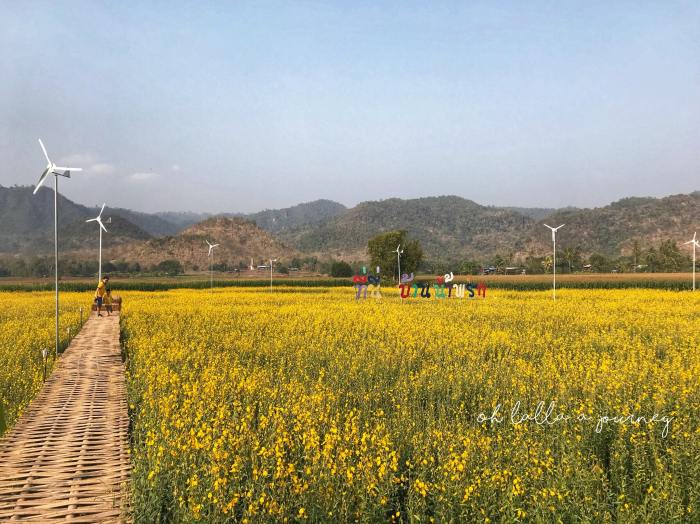 ทุ่งดอกปอเทือง นครไทย Ohlalla_014