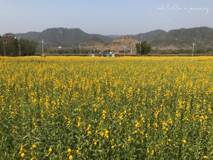 ทุ่งดอกปอเทือง นครไทย Ohlalla_016